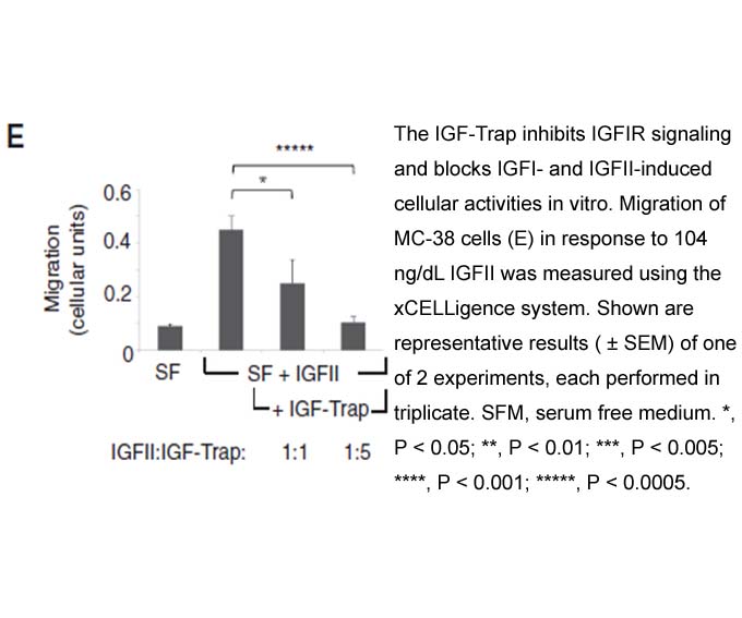 IGF-II IGF-II