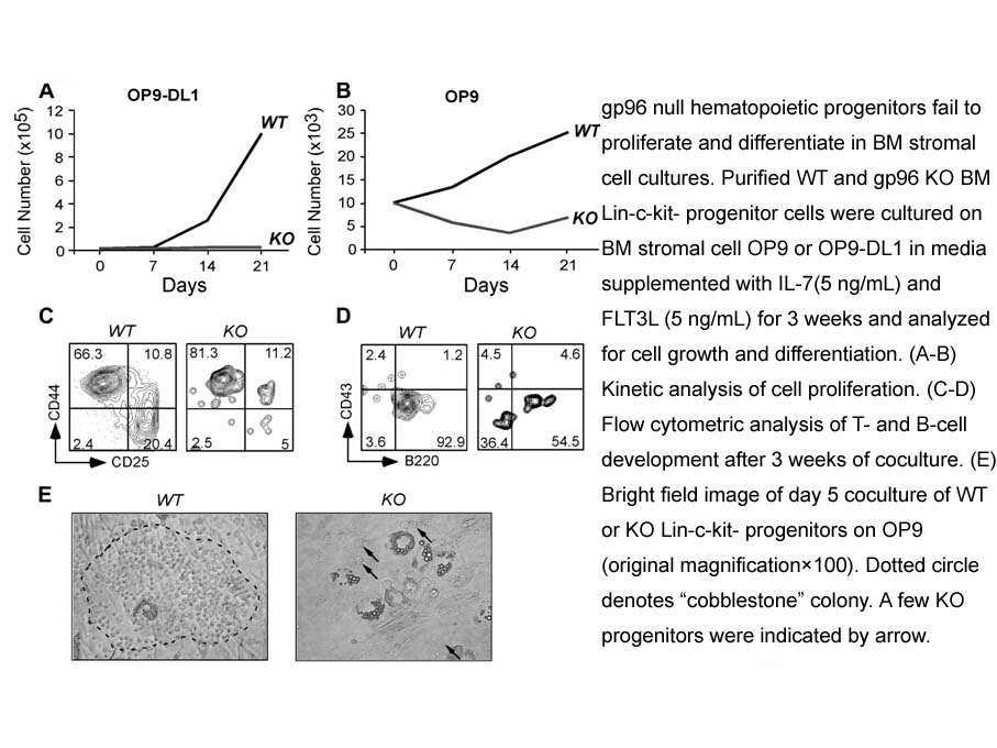 IL-7, human recombinant IL-7, human recombinant