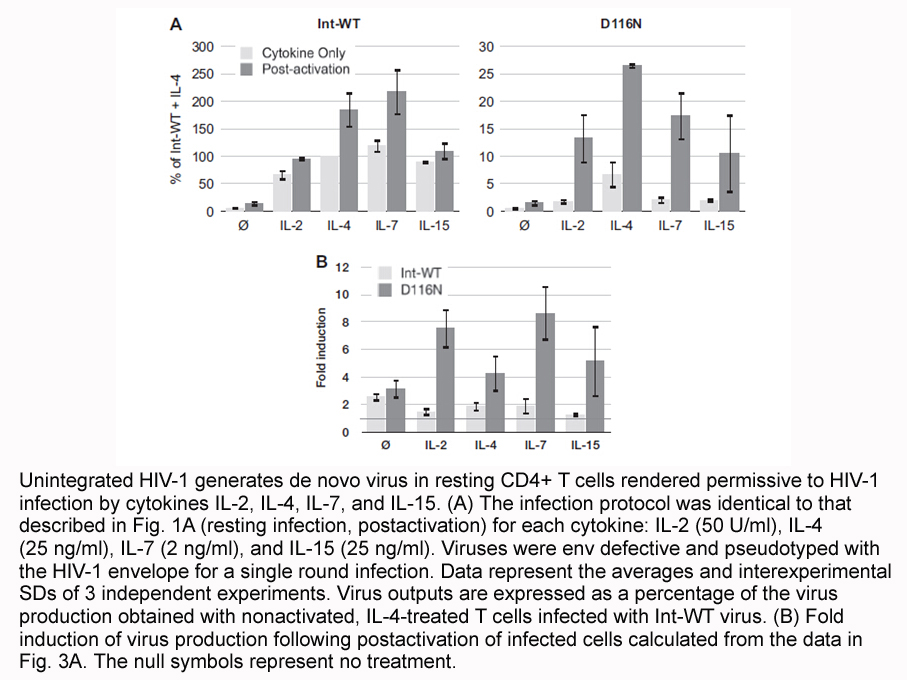 IL-15, human recombinant protein IL-15, human recombinant protein