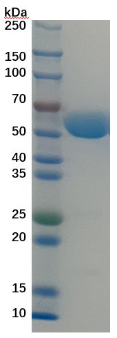 Luciferase (1-550, His-tag)