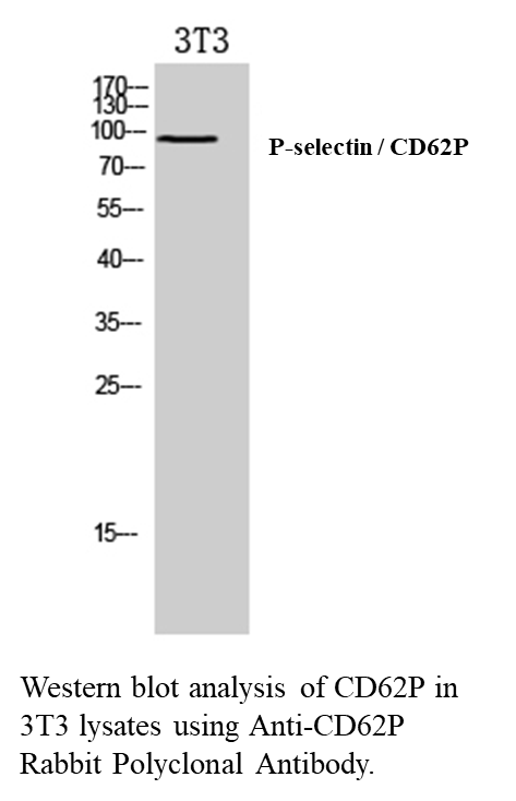 Anti-CD62P Rabbit Polyclonal Antibody