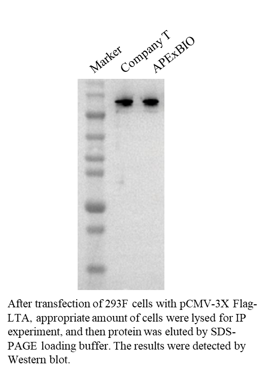 HyperChrom Anti-DYKDDDDK Agarose