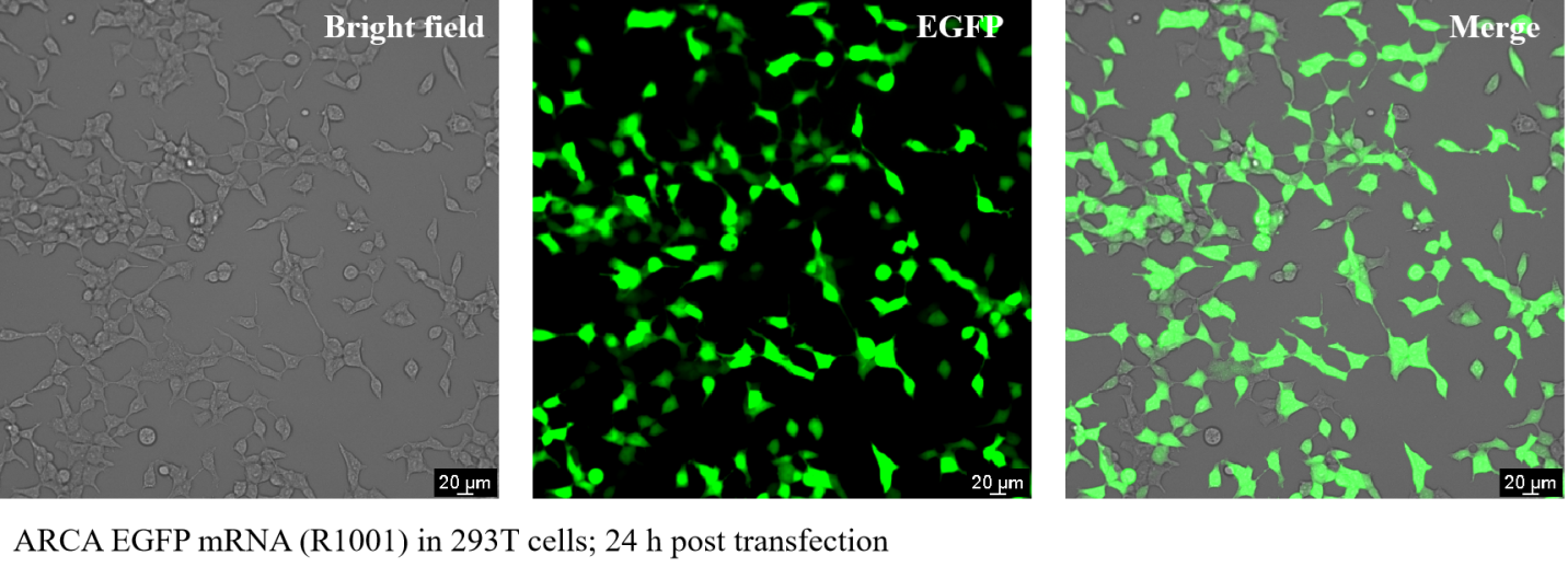 ARCA EGFP mRNA ARCA EGFP mRNA