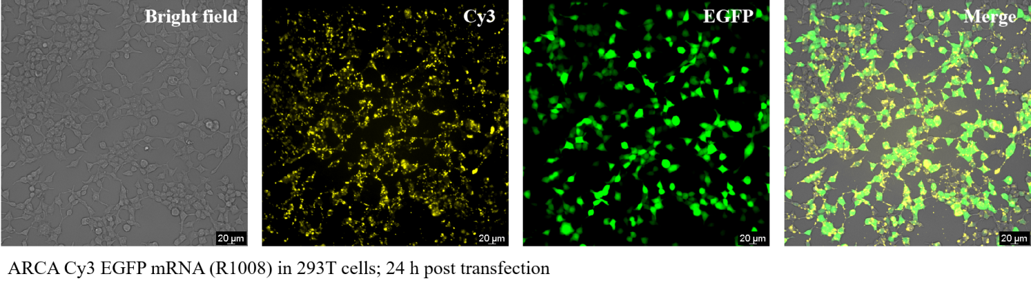 ARCA Cy3 EGFP mRNA (5-moUTP)