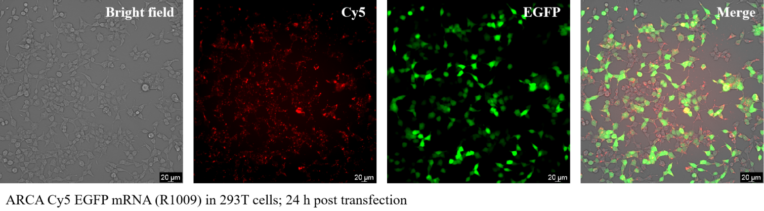 ARCA Cy5 EGFP mRNA (5-moUTP) ARCA Cy5 EGFP mRNA (5-moUTP)