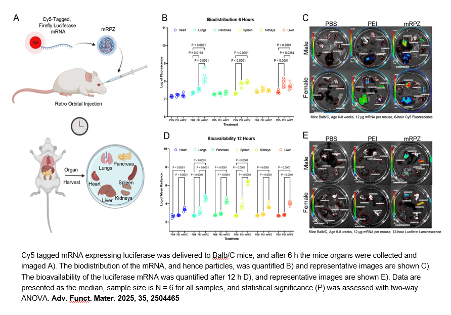 EZ Cap™ Cy5 Firefly Luciferase mRNA (5-moUTP)