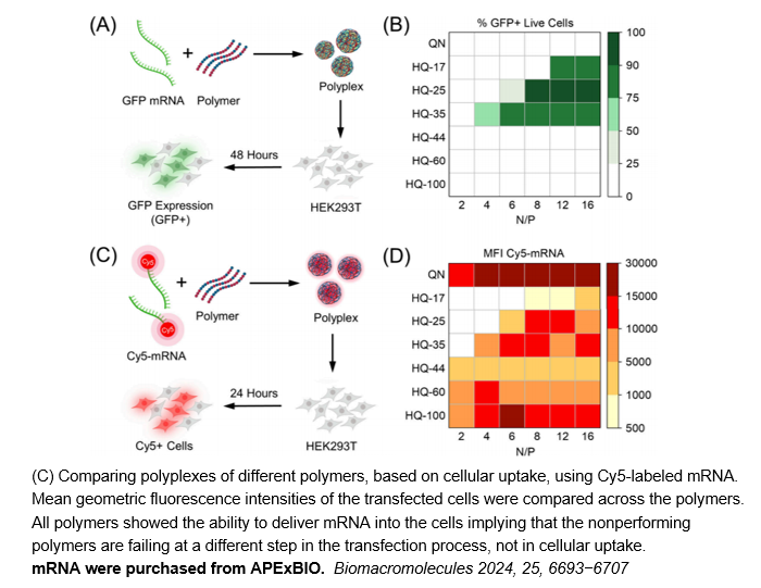 EZ Cap™ Cy5 EGFP mRNA (5-moUTP)