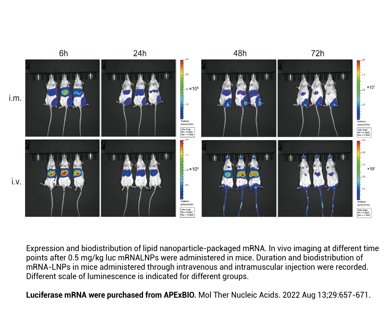 EZ Cap™ Firefly Luciferase mRNA (5-moUTP) EZ Cap™ Firefly Luciferase mRNA (5-moUTP)