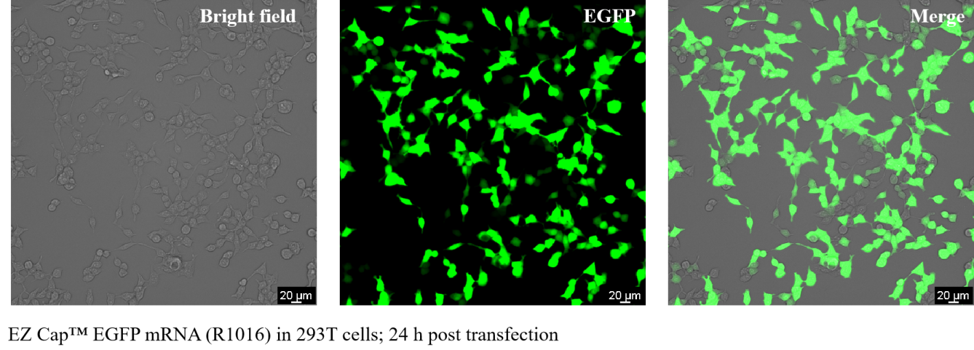 EZ Cap™ EGFP mRNA (5-moUTP) EZ Cap™ EGFP mRNA (5-moUTP)