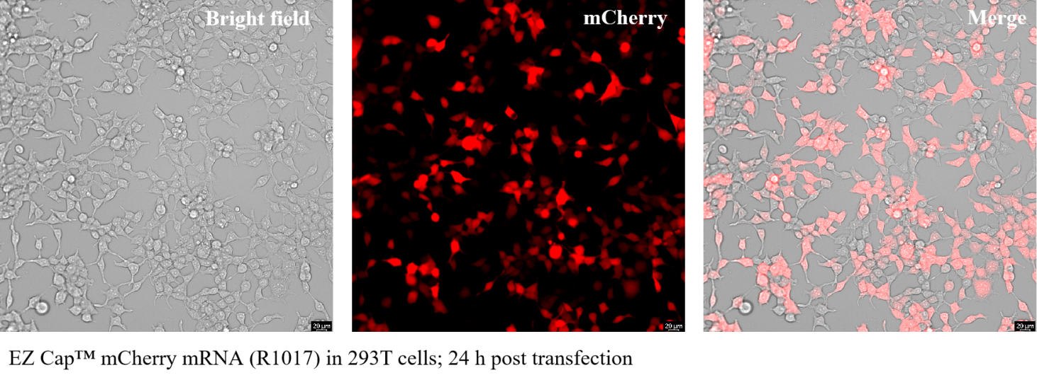 EZ Cap™ mCherry mRNA (5mCTP, ψUTP) EZ Cap™ mCherry mRNA (5mCTP, ψUTP)