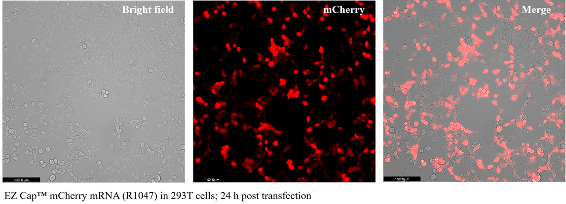 EZ Cap™ mCherry mRNA (m1Ψ)