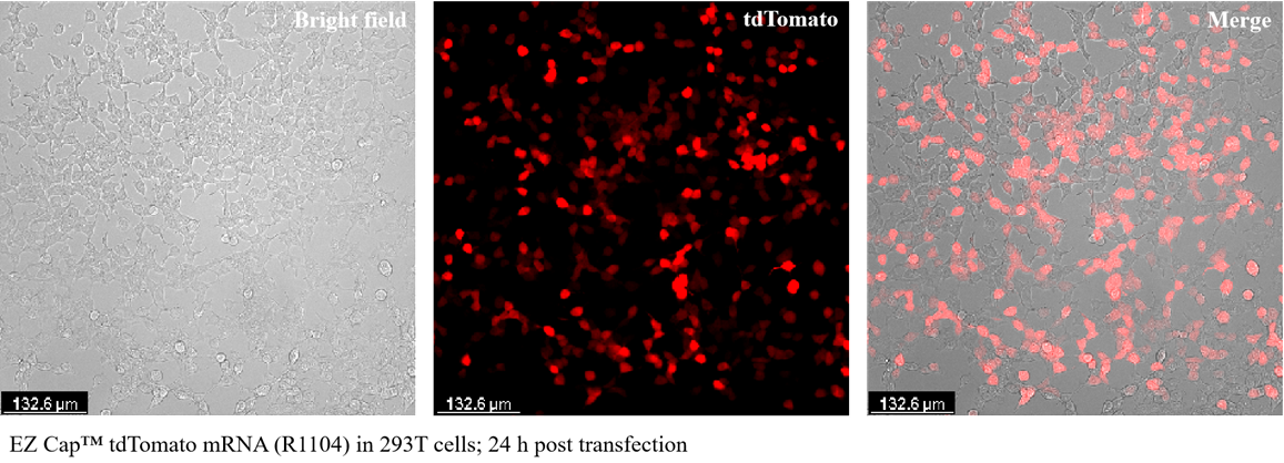 EZ Cap™ tdTomato mRNA (m1Ψ)
