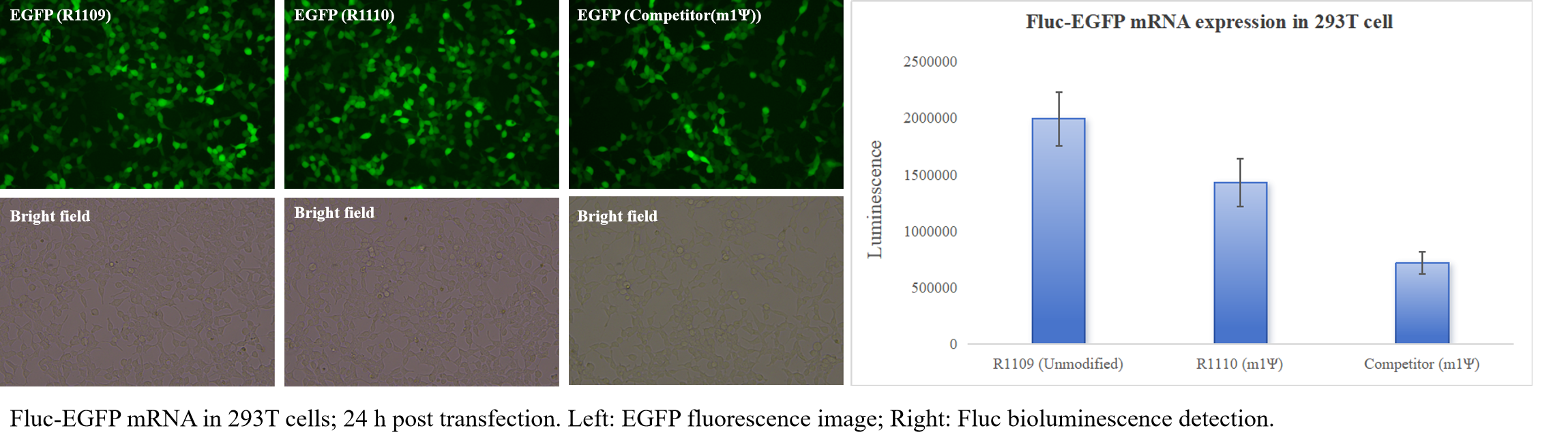 EZ Cap™ Fluc-EGFP mRNA EZ Cap™ Fluc-EGFP mRNA