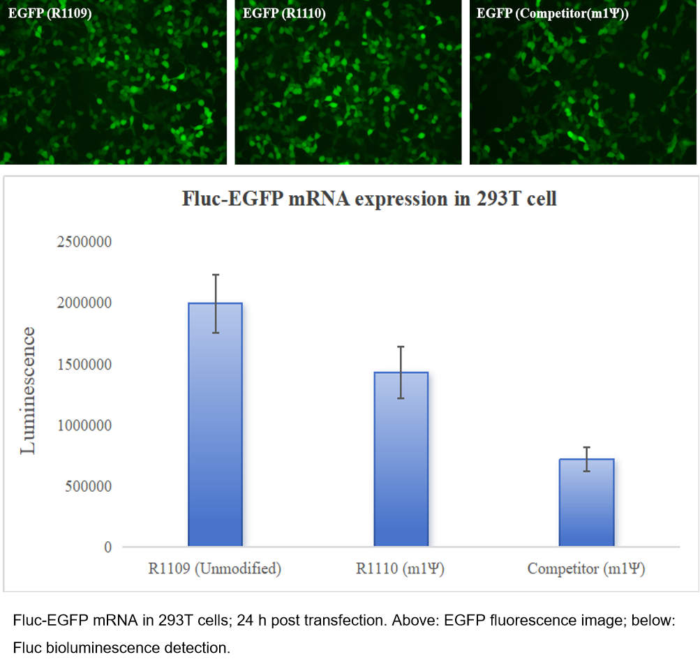 EZ Cap™ Fluc-eGFP mRNA (m1Ψ) EZ Cap™ Fluc-eGFP mRNA (m1Ψ)