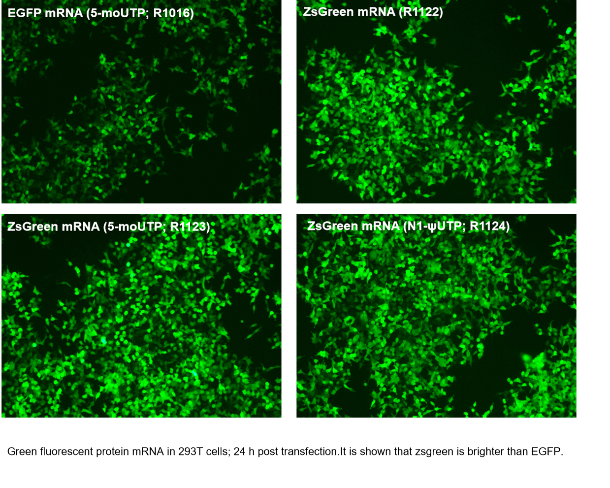 EZ Cap™ ZsGreen mRNA