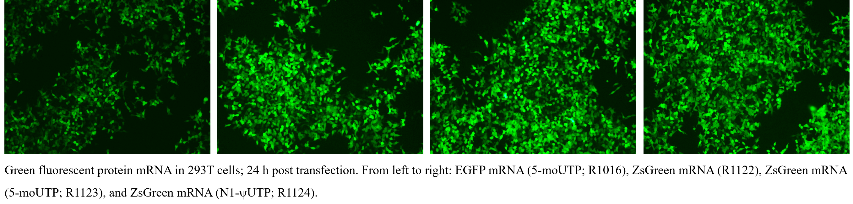 EZ Cap™ ZsGreen mRNA (m1Ψ)