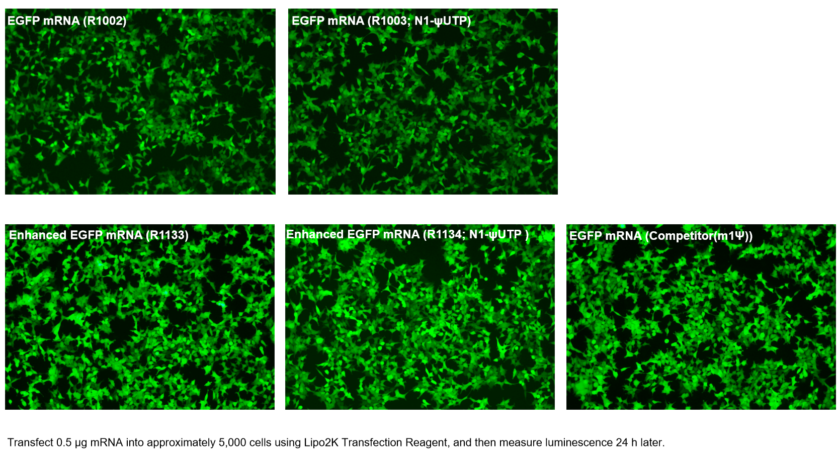Enhanced EZ Cap™ EGFP mRNA
