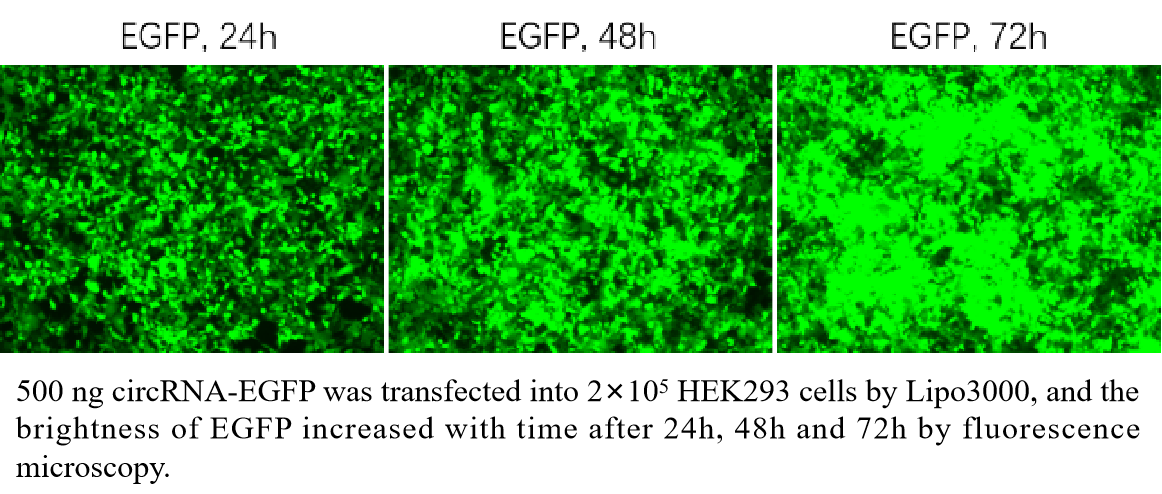 EGFP circRNA
