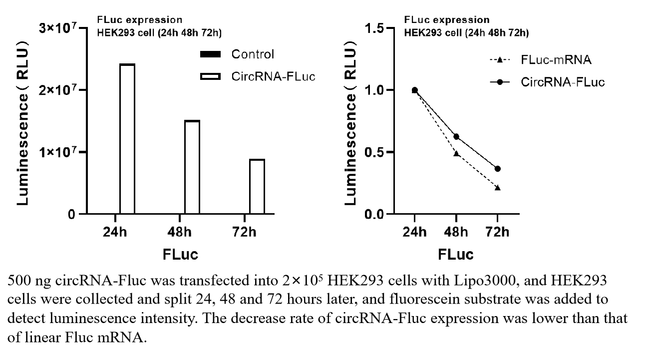 Firefly Luciferase circRNA