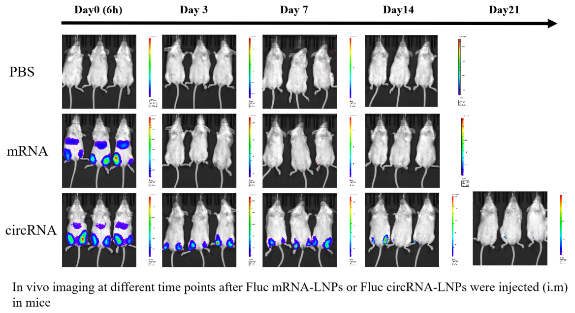 Firefly Luciferase circRNA