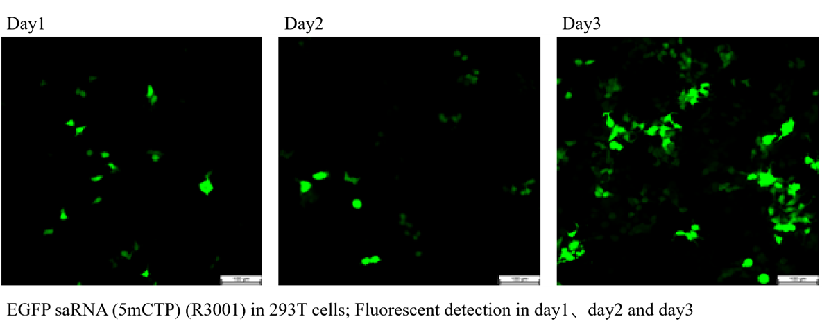 EGFP saRNA (5mCTP) EGFP saRNA (5mCTP)