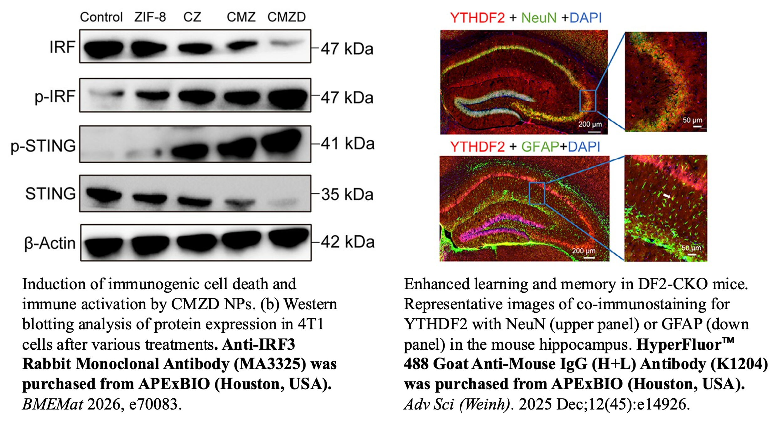 Blocking buffer and antibody incubation validation