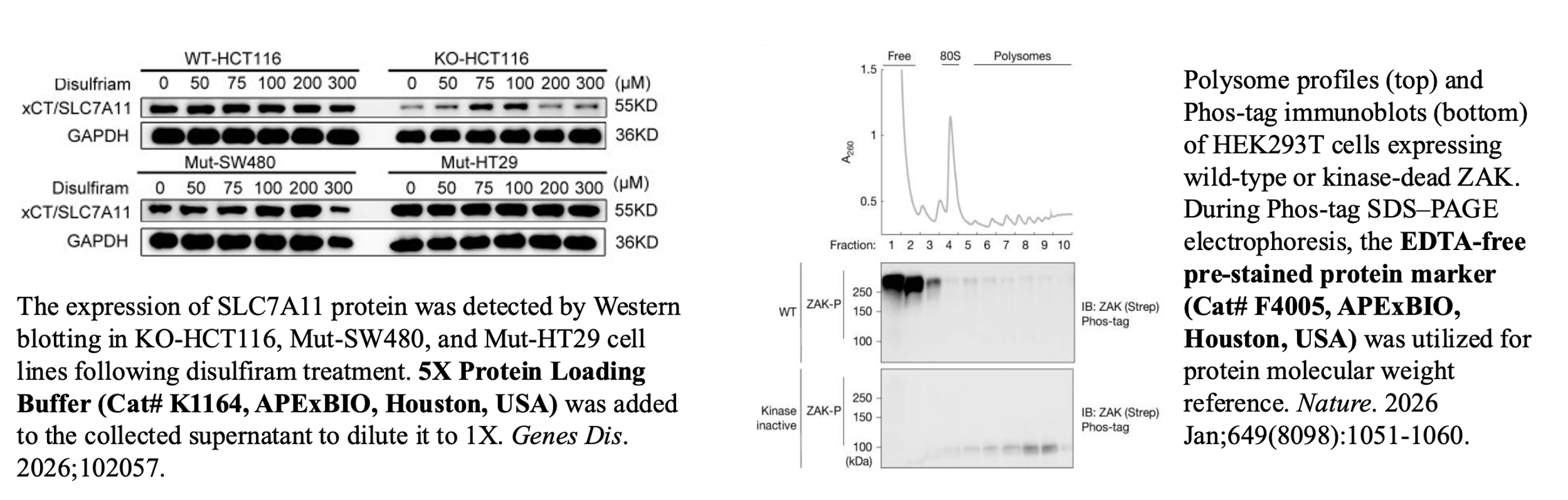 Protein electrophoresis reagent validation