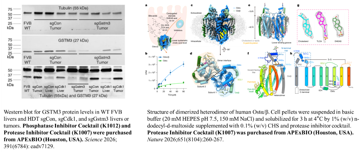 Protease and phosphatase inhibitor cocktail validation