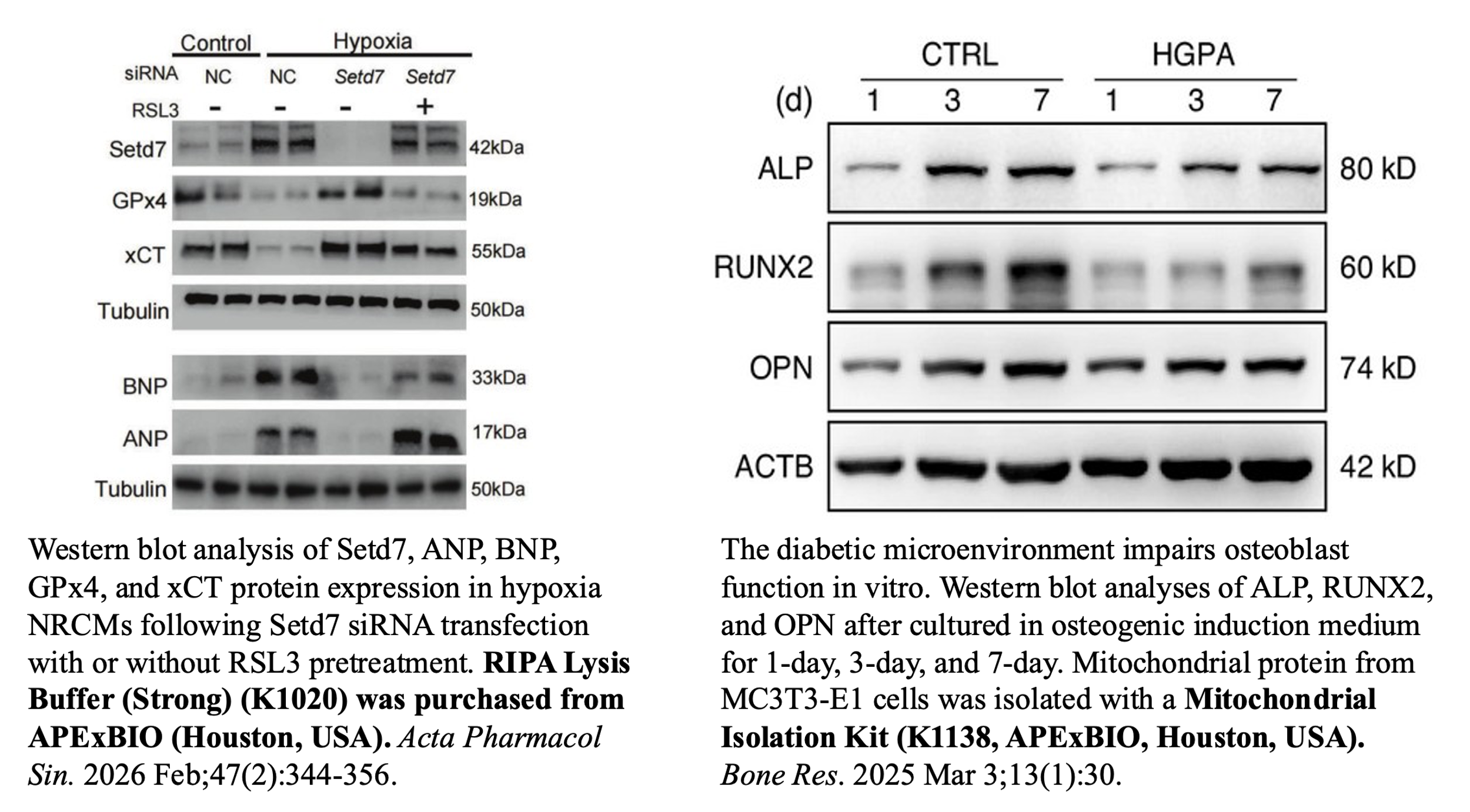 Lysis buffer and protein extraction validation