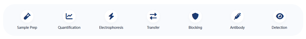 Western Blot reagent workflow overview