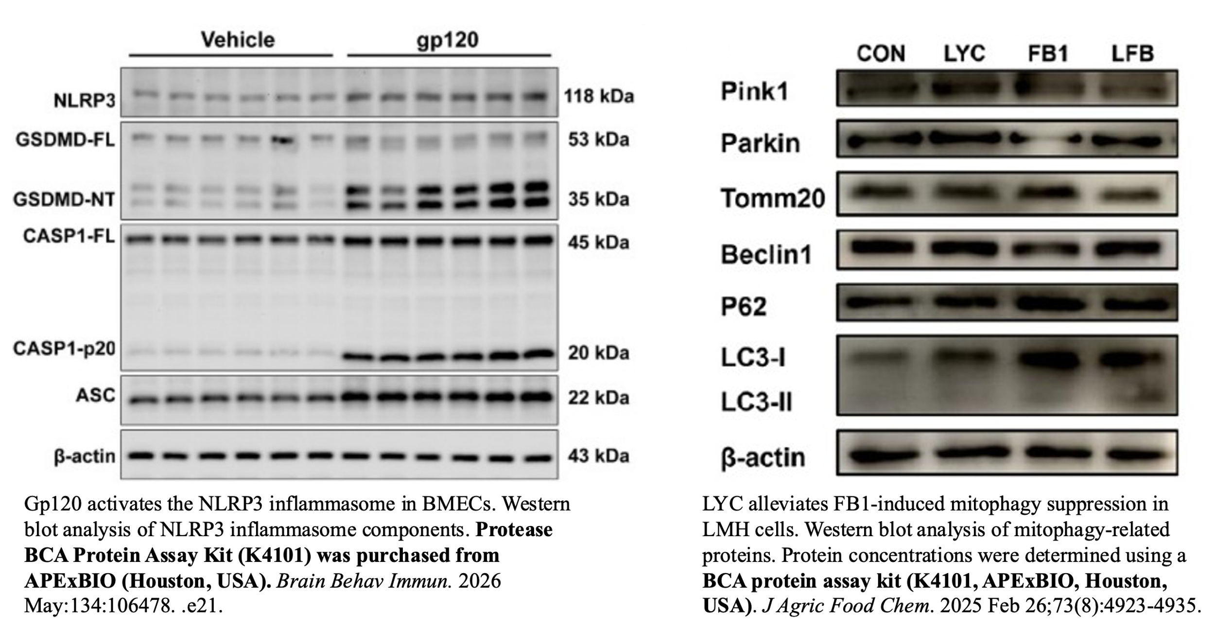 Protein quantification reagent validation