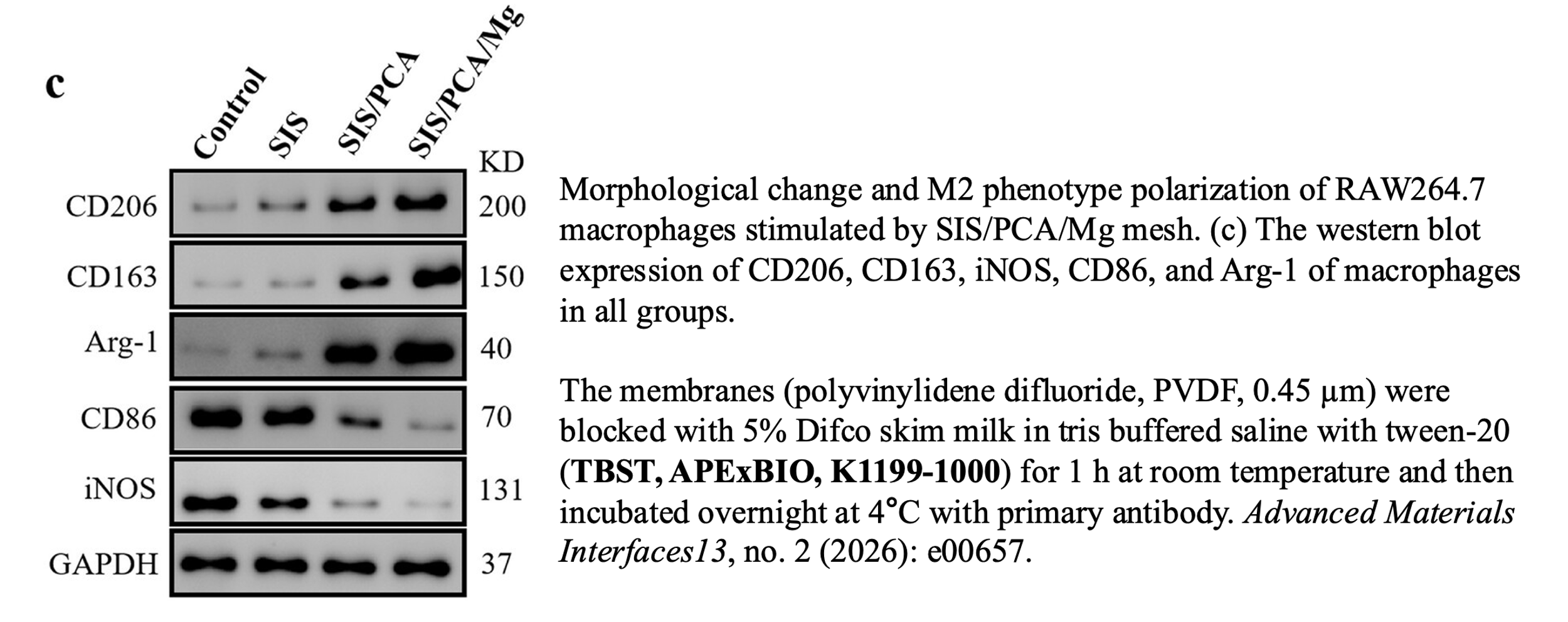 Western blot stripping buffer and supplementary reagent validation