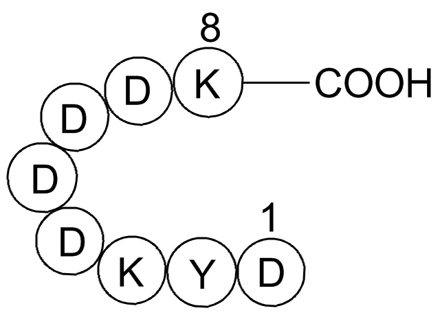 DYKDDDDK tag Peptide