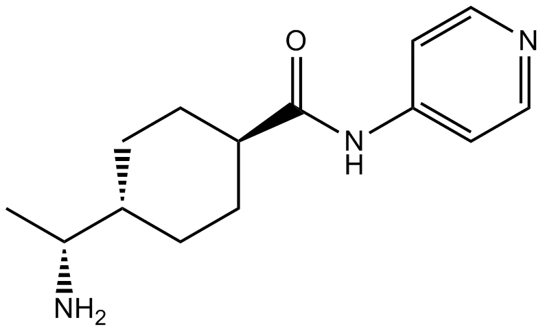 b1293.webp