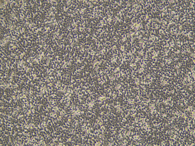 293T Cells