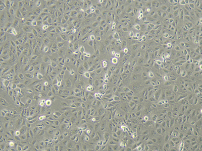HK-2 Cells