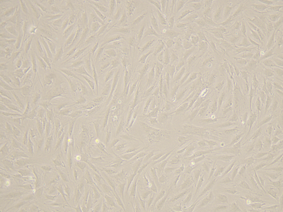 BALB/3T3 Cells