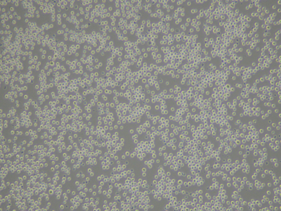 MC/9 Cells