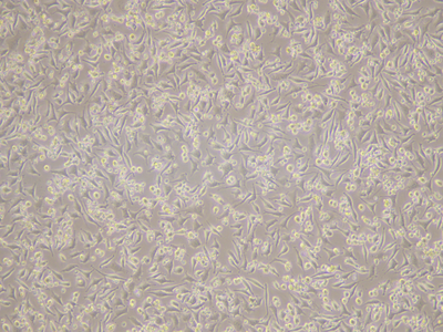L929 Cells