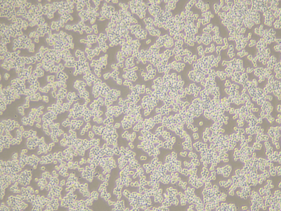 RAW264.7 Cells