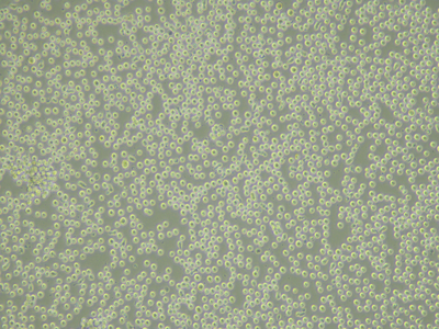 BA/F3 Cells