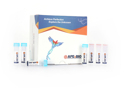 HyperScribe™ Poly (A) Tailing Kit