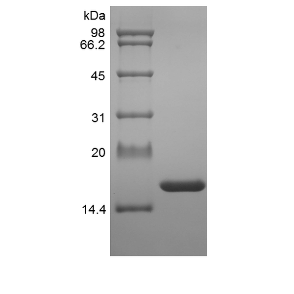 TNF-alpha, recombinant rat protein