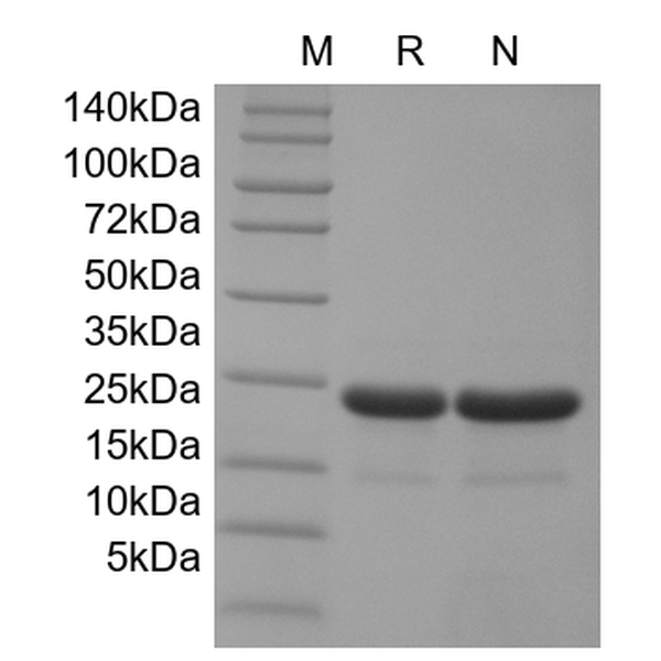 FGF-21, murine recombinant