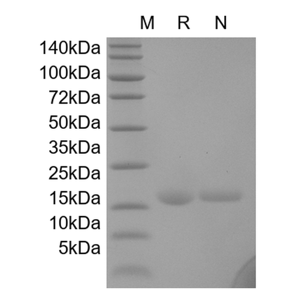 G-CSF, murine recombinant