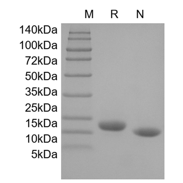 GM-CSF, human recombinant