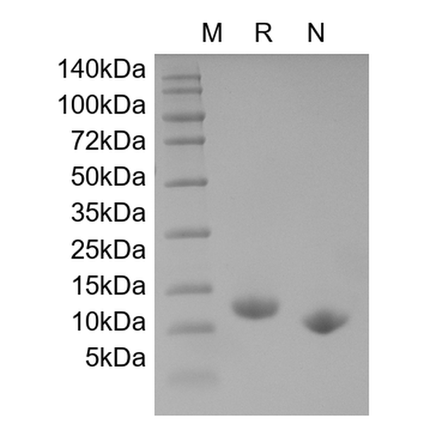 GM-CSF, murine recombinant