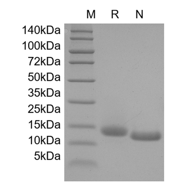GM-CSF, rat recombinant