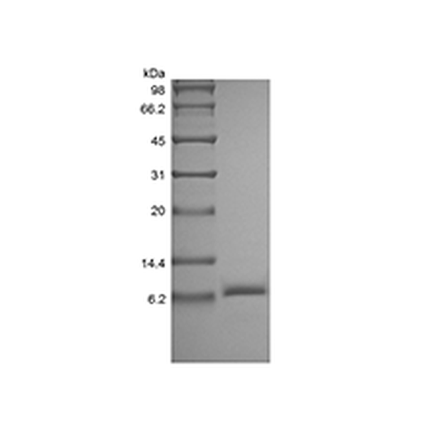 IGF-II, human recombinant