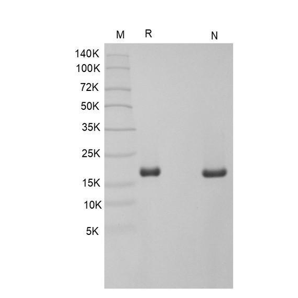 IL-1beta, human recombinant